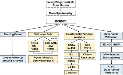 Comprehensive analysis of ECHDC3 as a potential biomarker and therapeutic target for acute myeloid leukemia: Bioinformatic analysis and experimental verification